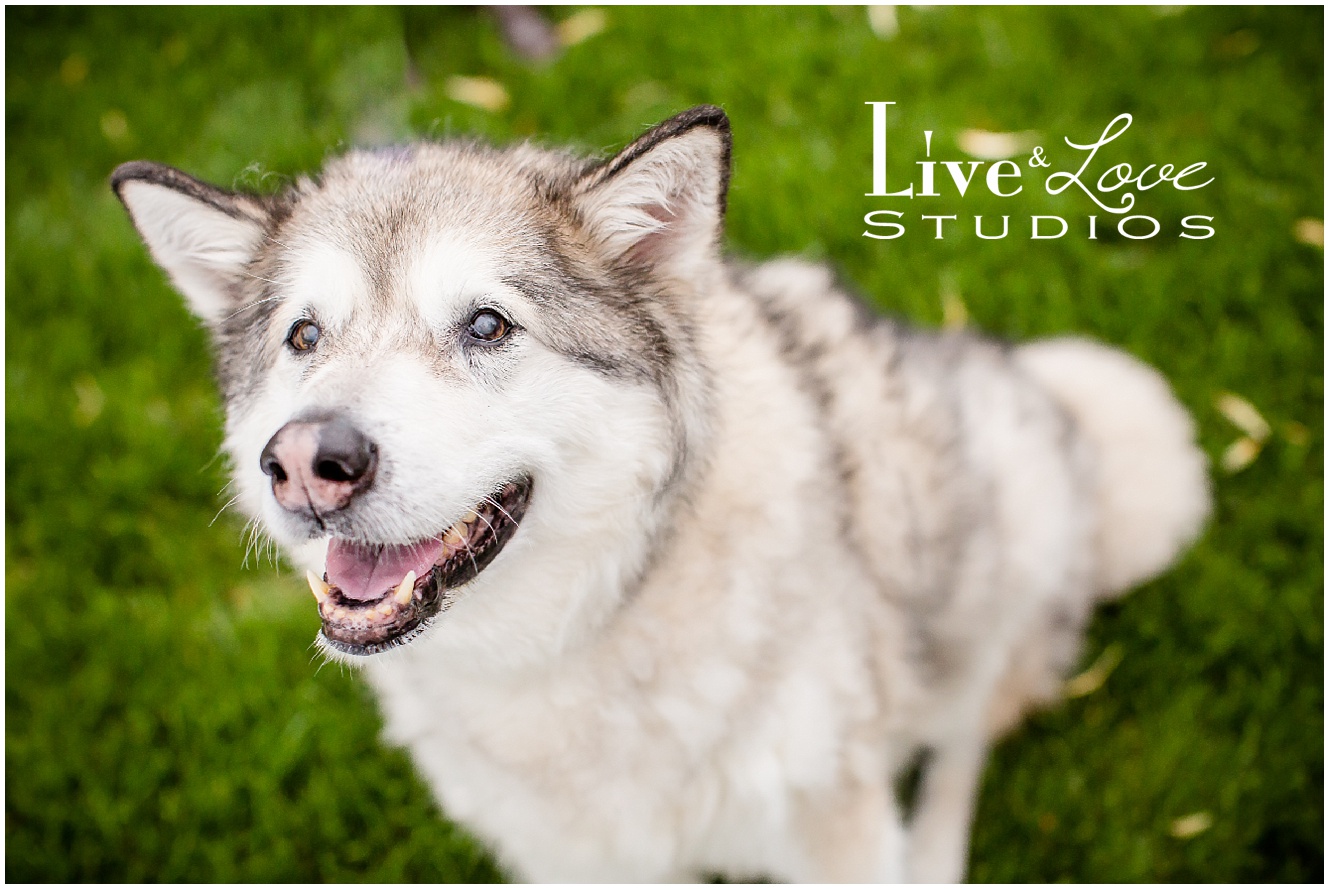 lakeville-mn-dog-family-child-photographer_0126.jpg