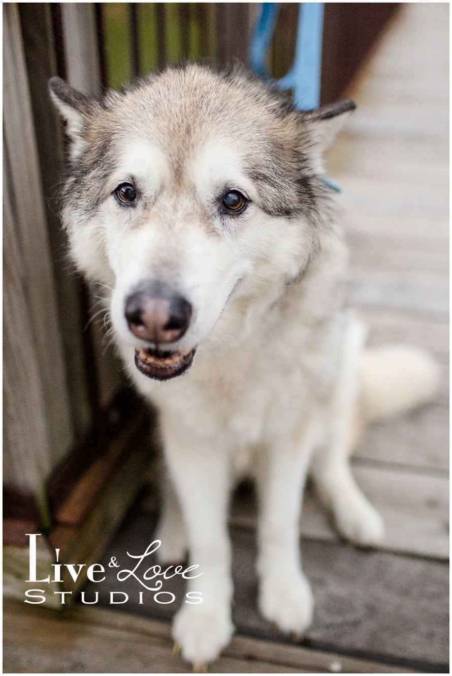 lakeville-mn-dog-family-child-photographer_0132.jpg