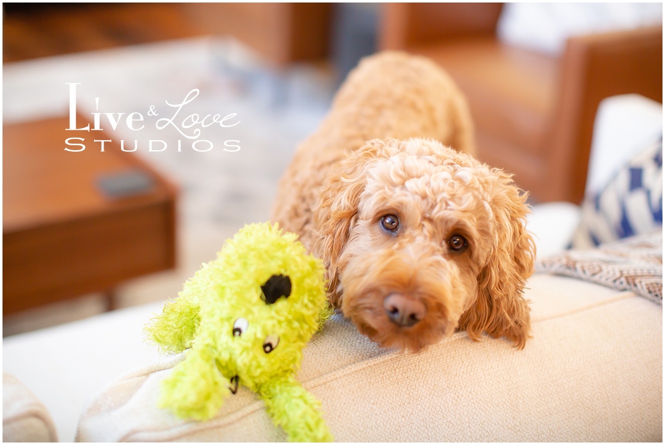 eagan-mn-family-newborn-lifestyle-photographer_0941.jpg